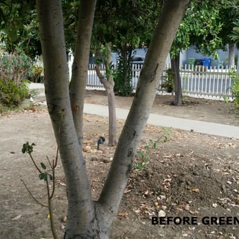 Greenview Turf - Artificial Turf Near Me - Northridge, California Greenview Turf - Artificial Turf Near Me - Northridge, California