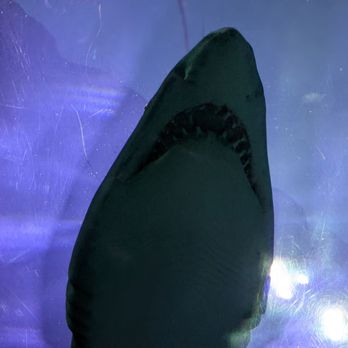 Ripley's Mirror Maze - The sharks are huge! - Aquariums Near Me - Myrtle Beach, South Carolina Ripley's Mirror Maze - The sharks are huge! - Aquariums Near Me - Myrtle Beach, South Carolina