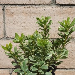 Arise Growers - Pittosporum Variegated