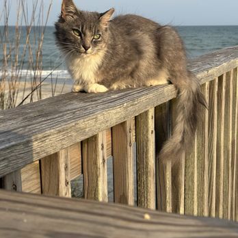 Molly's Beachside Bar & Grill - Dinner guest - American Near Me - Atlantic Beach, North Carolina
