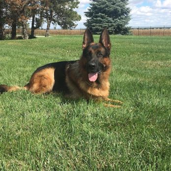 My Body Guard Dogs - Samson - Pet Training Near Me - Marengo, Illinois