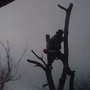 Photo of Oscar Ponce Tree Service