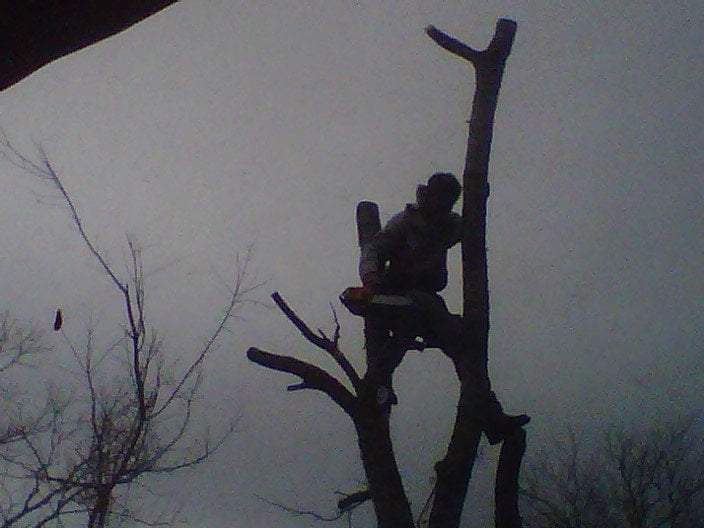 Oscar Ponce Tree Service - tree service in Austin, TX