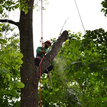 Allen Benjamin Tree Care - Tree Services Near Me - Bridgeport, Michigan Allen Benjamin Tree Care - Tree Services Near Me - Bridgeport, Michigan
