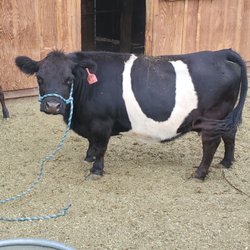 Benson's Humble Homestead - This is "U". A rescue.. that loves being loved. She teaches kids to milk and is our cow therapy Cow. She's little and loved!