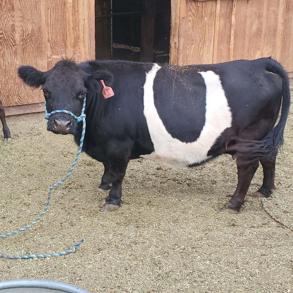 Benson's Humble Homestead Logo