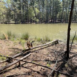 Whitewater - Dog Park - Hazel living her best life in the woods