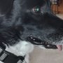 Photo of Wags to Whiskers Pet Spaw and Boutique