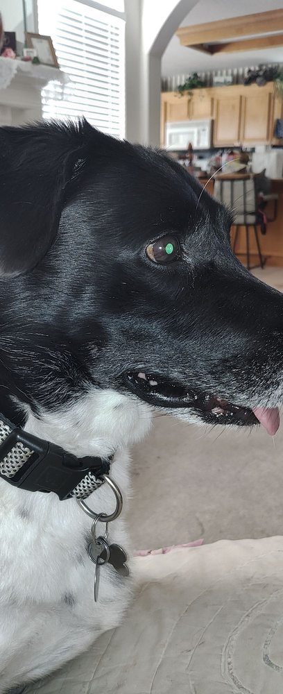 Wags to Whiskers Pet Spaw and Boutique Image