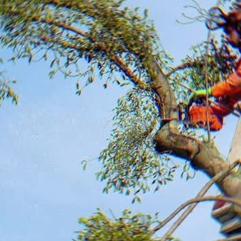 Kostos Tree Service - Tree Services Near Me - Lemon Grove, California Kostos Tree Service - Tree Services Near Me - Lemon Grove, California