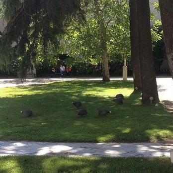 Dolmabahçe Sarayı - Pea hens in the palace! - Landmarks & Historical Buildings Near Me - Istanbul, 34