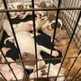 Photo of Fury fantasy kennels