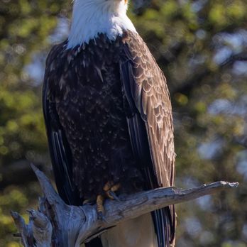 Skagit Guided Adventures - Bald Eagle on May 11 boat trip ANACORTES BIRDING CRUISE TO
VENDOVI ISLAND PRESERVE - Tours Near Me Skagit Guided Adventures - Bald Eagle on May 11 boat trip ANACORTES BIRDING CRUISE TO
VENDOVI ISLAND PRESERVE - Tours Near Me