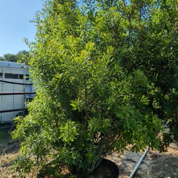 La Escondida Tree Farm - Wax myrtle 65 gal. - Nurseries & Gardening Near Me - Magnolia, Texas La Escondida Tree Farm - Wax myrtle 65 gal. - Nurseries & Gardening Near Me - Magnolia, Texas