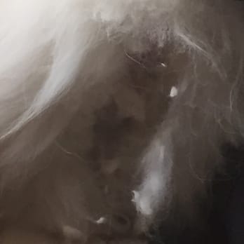 The Posh Pup - Hair left stuck to them! - Pet Groomers Near Me - Livonia, Michigan