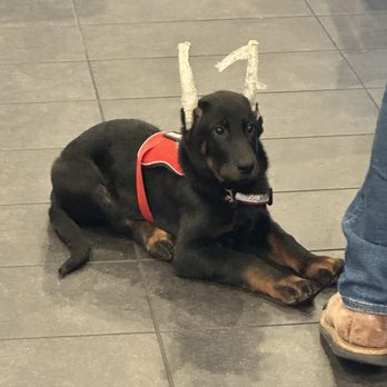 Starbucks - 10 week old Cutie I ran into on my pickup IG: @ammysalamii - Coffee & Tea Near Me - Northridge, California Starbucks - 10 week old Cutie I ran into on my pickup IG: @ammysalamii - Coffee & Tea Near Me - Northridge, California