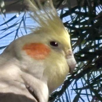 Butterfly World - Bird posing. - Botanical Gardens Near Me - Coconut Creek, Florida