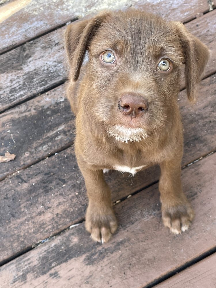 MIDDLE RIVER ANIMAL HOSPITAL Updated July 2024 60 Photos & 34