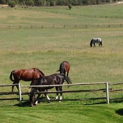 Crystal Springs Ranch & Saddlery - Untitled
