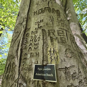Tuckahoe State Park - American Beech - Parks Near Me - Queen Anne, Maryland Tuckahoe State Park - American Beech - Parks Near Me - Queen Anne, Maryland