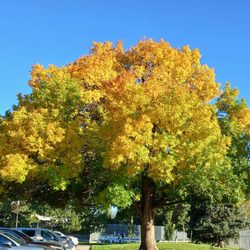 Morse Park - 2025 Changing Simple Beauty