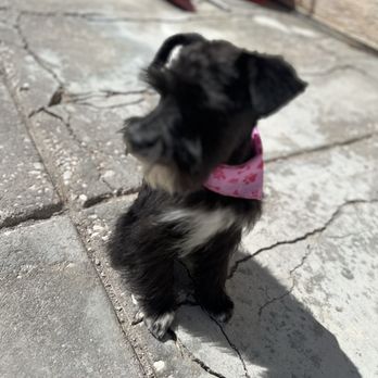 Tender Loving Cuts - Mini schnauzer - Pet Groomers Near Me - North Las Vegas, Nevada