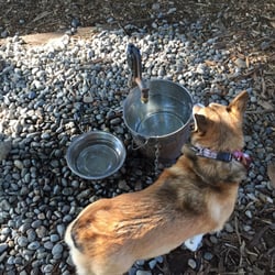 Water bowls