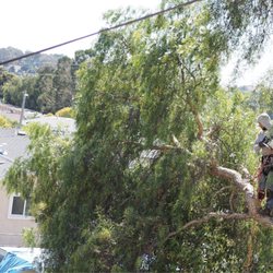 Ray's Tree Services - Branch Removal