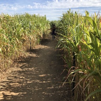 Denton Valley Farms - Maze - Venues & Event Spaces Near Me - Clyde, Texas