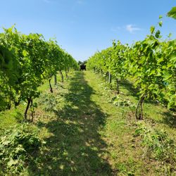 Laughing Otter Winery - Laughing otter tends their vineyard without herbicides or pesticides. It makes the work much harder but the organic fruit is amazing!!!