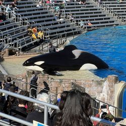 SeaWorld - From the Orca show