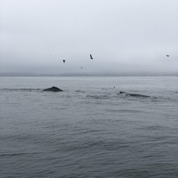 Sub Sea Tours - Humpback whale backs in September 2018 - Rafting/Kayaking Near Me - Morro Bay, California