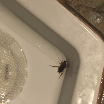 Blue Talon Bistro - Roaches in the bathroom!!  YUK!  Would not eat here. - French Near Me - Williamsburg, Virginia