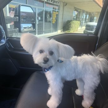 MELK Dog Grooming - Pet Groomers Near Me - Sacramento, California MELK Dog Grooming - Pet Groomers Near Me - Sacramento, California