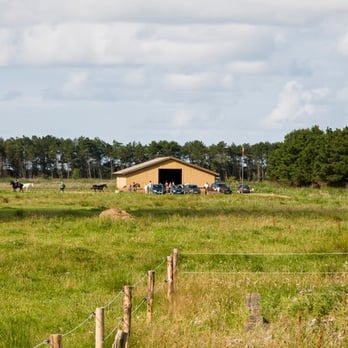 Wollesen's Rømø-Ranch - Horseback Riding Near Me - Rømø, 83 Wollesen's Rømø-Ranch - Horseback Riding Near Me - Rømø, 83