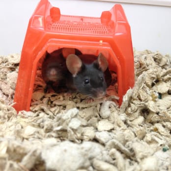 Petco 109 Photos 125 Reviews Pet Stores 3901 Inglewood Ave