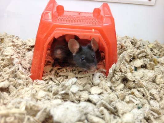 Petco 104 Photos 122 Reviews Pet Stores 3901 Inglewood Ave