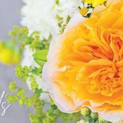 Designs By Janice Florist - Hello! Were open for all deliveries!!!
Call now fresh flowers daily.
Designs by janice florist 804-744-1700
Www.designsbyjaniceflorist.com