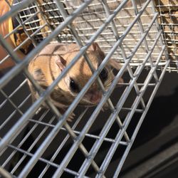 Critter Control - Flying squirrel that got in the home and was running around the bedroom. The wildlife specialist came in and caught it by hand.