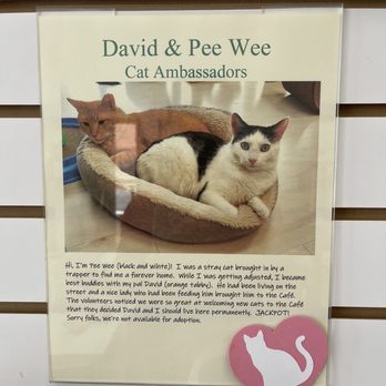 Rescued Treasures Cat Cafe - Pet Adoption Near Me - Las Vegas, Nevada Rescued Treasures Cat Cafe - Pet Adoption Near Me - Las Vegas, Nevada