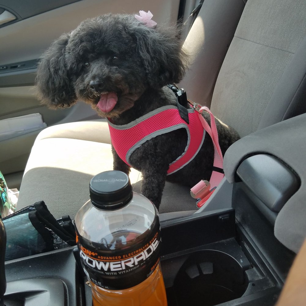 The Dogg Lounge - Betsy loves it here. She gets so excited when I say let's go. She can't wait to get in the car. She knows.. - Pet Groomers Near Me - Whittier, California The Dogg Lounge - Betsy loves it here. She gets so excited when I say let's go. She can't wait to get in the car. She knows.. - Pet Groomers Near Me - Whittier, California
