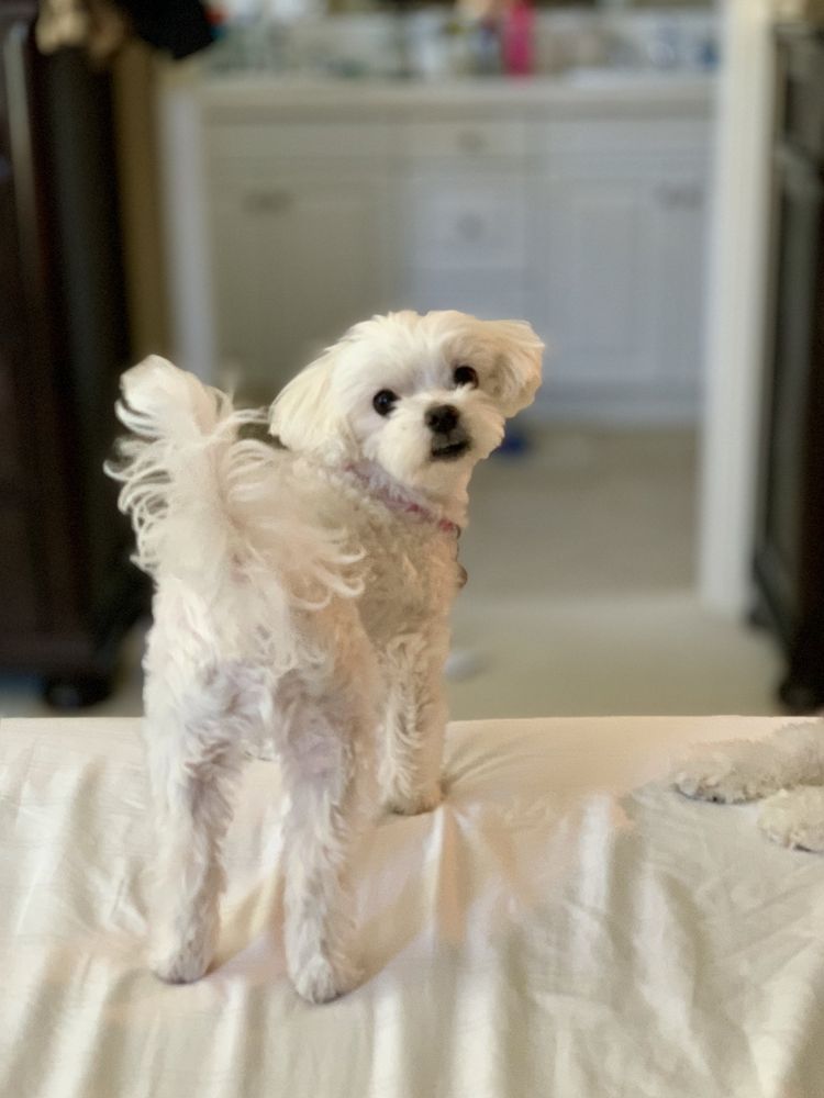 BUBBLE PET GROOMING Updated September 2024 216 Photos & 26 Reviews