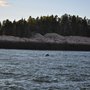 Photo of Captain Riddle's Whale Watch Cruises