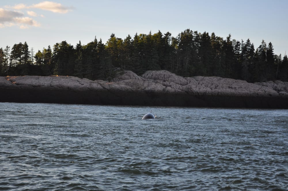 CAPTAIN RIDDLE’S WHALE WATCH CRUISES Updated September 2024 15