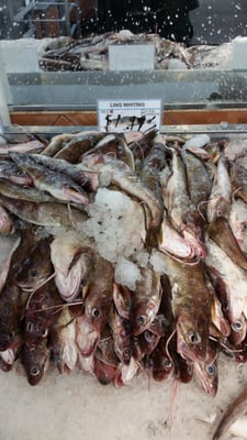 LONGWOOD FISH CORP - Updated October 2026 - 29 Reviews - 33 Photos