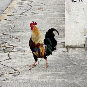 Key West Cemetery - 02.22.23 rooster - Funeral Services & Cemeteries Near Me - Key West, Florida Key West Cemetery - 02.22.23 rooster - Funeral Services & Cemeteries Near Me - Key West, Florida