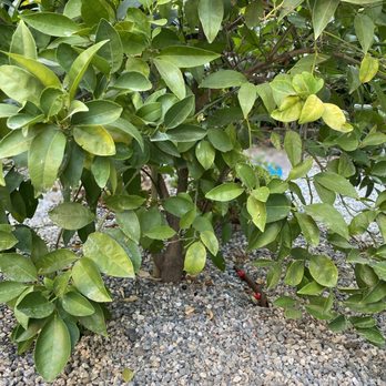 America's Irrigation & Landscaping - Covered up the lines when possible. - Landscaping Near Me - Riverside, California America's Irrigation & Landscaping - Covered up the lines when possible. - Landscaping Near Me - Riverside, California