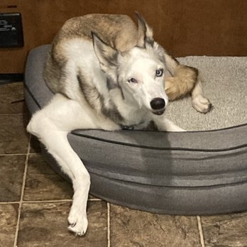 Tanasbourne Veterinary Emergency - Sula, 15 yo Ibizan hound/husky mix - Veterinarians Near Me - Beaverton, Oregon Tanasbourne Veterinary Emergency - Sula, 15 yo Ibizan hound/husky mix - Veterinarians Near Me - Beaverton, Oregon