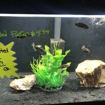 The Ocean Floor 89 Photos 97 Reviews Pet Stores 2347 W