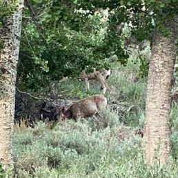 Deer up the hill from our site (26)